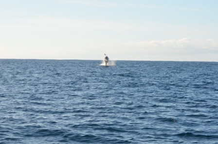 Jumping Whale off Mag Bay