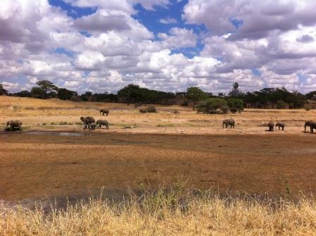 Elephants in Water