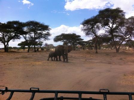 Elephants