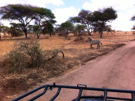 Zebra Crossing Road